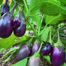 40 Patio Baby Eggplant Seeds Organic Fresh Seeds Fast Shipping