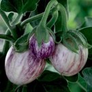 40 Patio Pinstripe Eggplant Seeds Organic Fresh Seeds Fast Shipping