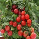 40 Patio Tomato Seeds Fresh Seeds Fast Shipping