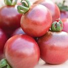 40 Rosella Organic Tomato Seeds Fresh Seeds Fast Shipping