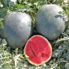 40 Sugar Baby Watermelon Seeds Lunchbox Organic 5-9Lbs Summer Vine Container Extra Sweet Fresh Seeds