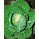 400 Cabbage Seeds Copenhagen Market Fresh Seeds Fast Shipping