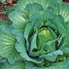 400 Cabbage Seeds Early Jersey Wakefield Fresh Seeds Fast Shipping