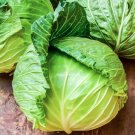 400 Cabbage Seeds Golden Acre Fresh Seeds Fast Shipping