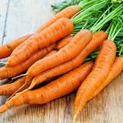 400 Danvers Carrot Seeds Organic Vegetable Container Fresh Seeds Fast Shipping