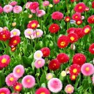 400 English Daisy Mix Flower Seeds European Wildflower Spring Blooms Groundcover Shade Container Fre