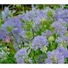 400 Globe Gilia Thimble Flower Seeds Annual Wildflower Tolerant Patio Container Fresh Seeds Fast Shi