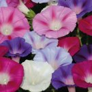 400 Morning Glory Flower Seeds Mixed Colors Climbing Beautiful Fresh Seeds Fast Shipping