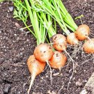 400 Parisian Round Carrot Seeds Organic Summer Vegetable Container Clay Fresh Seeds Fast Shipping