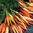 400 Rainbow Carrots Seeds 5 Colors All Natural Organic Gourmet Kids Fresh Seeds Fast Shipping