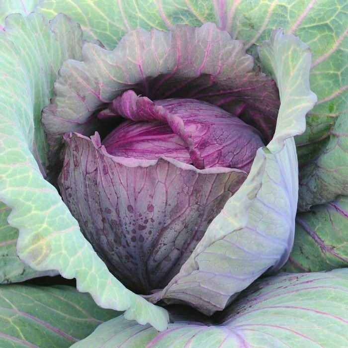 400 Red Acre Cabbage Seeds Spring Fall Vegetable Patio Container Fresh Seeds Fast Shipping