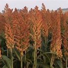 400 Rox Orange Seeds Waconia Sweet Sorghum Organic Natural Sugar Syrup Fresh Seeds Fast Shipping
