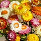 400 Tall Strawflower Mix Seeds Annual Paper Daisy Everlastings Cut Dried Flowers Summer Container Fr