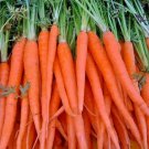 400 Tendersweet Carrot Seeds Organic Open Pollinated Vegetable Fresh Seeds Fast Shipping