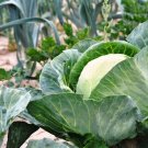 4000 Cabbage Seed All Seasons Fresh Seeds Fast Shipping