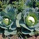 4000 Cabbage Seeds Brunswick Fresh Seeds Fast Shipping
