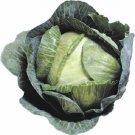 4000 Cabbage Seeds Early Jersey Wakefield Fresh Seeds Fast Shipping