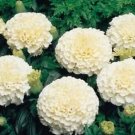 50 Alaska White Marigold Seeds Organic Fresh Seeds Fast Shipping
