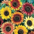 50 Autumn Beauty Sunflower Seeds Fresh Seeds Fast Shipping