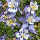 50 Blue Dream Columbine Seeds Perennial Fresh Seeds Fast Shipping