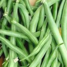 50 Blue Lake Pole Beans Seeds Summer Vegetable Fresh Seeds Fast Shipping