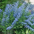 50 Blue Wild False Indigo Flower Seeds Wildflower Poor Soils Nitrogen Fixing Fresh Seeds Fast Shippi