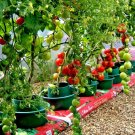 50 Bradley Bush Tomato Seeds 8 Oz Fruits 36 Inchtall Patio Containers Small S Fresh Seeds Fast Shipp