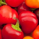50 Cherry Sweet Pepper Seeds Fresh Seeds Fast Shipping