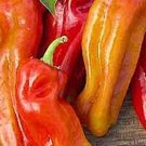 50 Cubanelle Italian Sweet Frying Pepper Seeds Fresh Seeds Fast Shipping