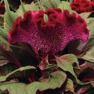 50 Dracula Celosia Cristata Cockscomb Seeds Fresh Seeds Fast Shipping