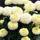 50 Dwarf White Gold Marigold Flower Seeds Fresh Seeds Fast Shipping