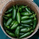 50 Early Jalapeno Pepper Chille Seeds Fresh Seeds Fast Shipping