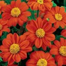 50 Fiesta Del Sol Tithonia Seeds Fresh Seeds Fast Shipping