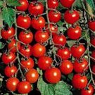 50 Flavor Bomb Cherry Tomato Seeds Fresh Seeds Fast Shipping