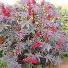 50 Giant Castor Bean Seeds Fresh Seeds Fast Shipping