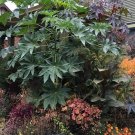 50 Giant Zanzibar Castor Bean Seeds Fresh Seeds Fast Shipping