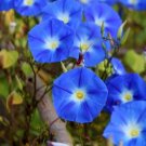 50 Heavenly Blue Morning Glory Seeds Fresh Seeds Fast Shipping