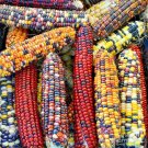 50 Indian Ornamental Rainbow Corn Seeds Bright 6 Colors Organic Open Pollenated Vegetable Fresh Seed