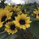 50 Junior Dwarf Sunflower Seeds Fresh Seeds Fast Shipping