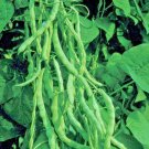 50 Kentucky Wonder Pole Bean Seeds Summer Vegetable Fresh Seeds Fast Shipping