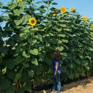 50 Mammoth Grey Stripe Sunflower Seeds Organic Annual Wildflower Giant Summer Flower Fresh Seeds Fas