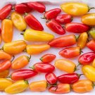 50 Mini Sweet Peppers Seeds Assorted Colors Fresh Seeds Fast Shipping