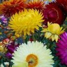 50 Monster Strawflower Mix Seeds Fresh Seeds Fast Shipping