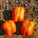 50 Orange Sun Sweet Bell Pepper Seeds Organic Vegetable Patio Container Fresh Seeds Fast Shipping