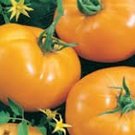 50 Organic Golden Boy Tomato Seeds Fresh Seeds Fast Shipping