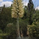 50 Our Lords Candle Chaparral Whipplei Yucca Seeds Fresh Seeds Fast Shipping