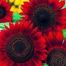50 Red Sun Sunflower Seeds Fresh Seeds Fast Shipping
