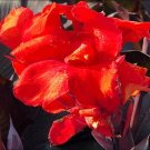 50 Red Velvet Canna Lily Seeds Fresh Seeds Fast Shipping