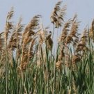 50 Reed Grass Ornamental Pampas Seeds Fresh Seeds Fast Shipping
