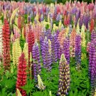 50 Russell Mix Lupine Seeds Wildflower Spring Summer Patio Container Cut Flowers Fresh Seeds Fast Sh